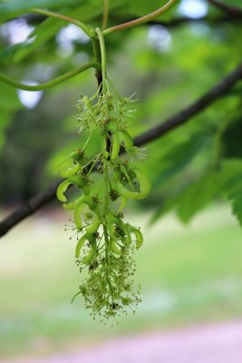 Acer pseudoplatanus 'Worleei' - javor klen - nažky (66)